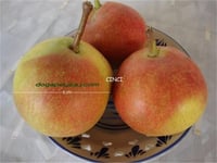 Pyrus communis Cinci Armut fidan
