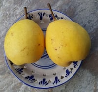 Pyrus communis Eğrisap Armut fidanı