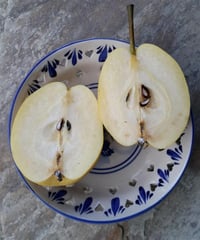 Pyrus communis Eğrisap Armut fidanı