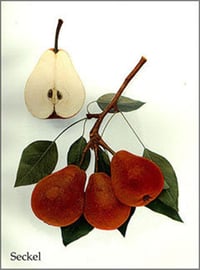 Pyrus communis Fahribey Armut fidanı