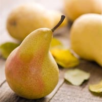 Pyrus communis Gümüşhane Kokulu Armut fidanı