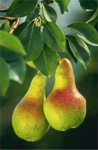 Pyrus communis Hacıhamza Armut fidanı