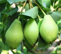 Pyrus communis Limon İzmir limonu Armut fidanı