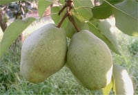 Pyrus communis Margaret Marilla Armut fidanı