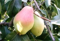 Pyrus communis Santa Maria Armut fidanı