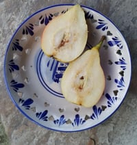 Pyrus communis Tacettin Usta Armut fidanı
