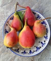 Pyrus communis Tacettin Usta Armut fidanı