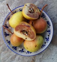 Pyrus communis Takunya Armut fidanı