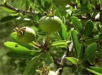 Pyrus elaeagnifolia ahlat fidanı