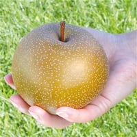 Pyrus pyrifolia Korean Giant Dev naşi japon armut fidanı