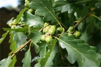 Quercus petraea Sapsız Meşe fidanı