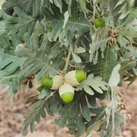 Quercus pyrenaica Pirene Meşe fidanı