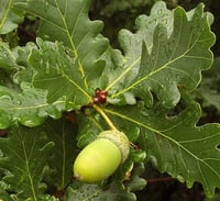 Quercus robur Saplı Meşe Palamut fidanı