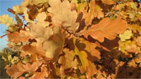 Quercus robur Saplı Meşe Palamut fidanı