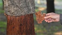 Quercus suber mantar meşe fidanı