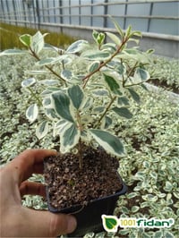 Rhamnus alaternus Argenteovariegatus Alaca Yapraklı Barut Ağacı