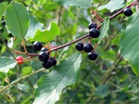 Rhamnus frangula Barut ağacı Acı Cehri fidanı