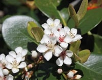 Rhaphiolepis indica İri Meyveli Beyaz Çiçekli Hint Alıcı fidanı