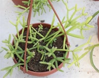 Rhipsalis cassutha Yeşil