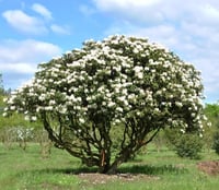 Rhododendron Cunninghams White Orman Gülü Fidanı