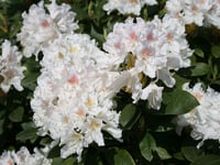 Rhododendron Cunninghams White Orman Gülü Fidanı