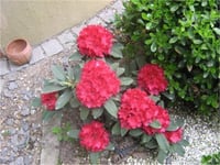 Rhododendron Orman Gülü fidanı