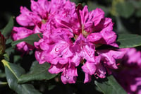 Rhododendron Roseum Elegans Orman Gülü Fidanı