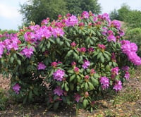 Rhododendron Roseum Elegans Orman Gülü Fidanı