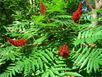 Rhus coriaria Derici Sumağı fidanı