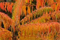 Rhus glabra Laciniata Kıvırcık yapraklı Sumak fidanı