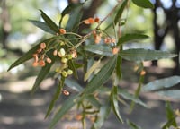 Rhus pendulina Güney Afrika Sumak Fidanı