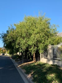 Rhus pendulina Güney Afrika Sumak Fidanı