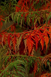 Rhus typhina Laciniata Eğrelti yapraklı sumak