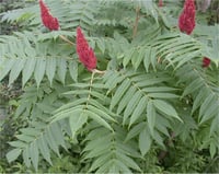 Rhus typhina Sumak fidanı