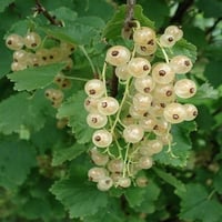 Ribes aureum Beyaz Frenk Üzümü fidanı