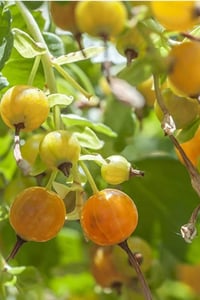 Ribes aureum Sarı Frenk Üzümü fidanı