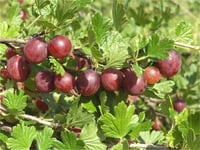 Ribes uva-crispa Capivator Kırmızı Bektaşi Üzümü