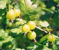 Ribes uva crispa Sarı bektaşi üzümü fidanı