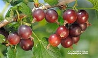 Ribes x culverwellii Jostaberry İt üzümü fidanı