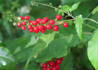 Rivina humilis Bloodberry