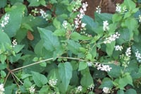 Rivina humilis Bloodberry