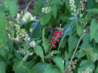 Rivina humilis Bloodberry