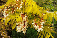 Robinia pseudoacacia Frisia Altuni akasya fidanı