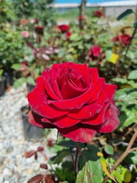 Rosa Baccara Kırmızı Gül fidanı