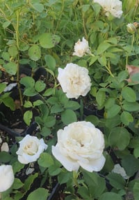 Rosa Beyaz Gül fidanı 20-40 cm