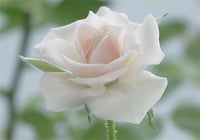 Rosa Beyaz Gül fidanı