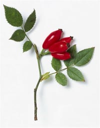 Rosa canina inermis Dikensiz kuşburnu fidanı