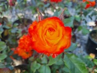 Rosa Charisma Sarı Kırmızı Gül fidanı