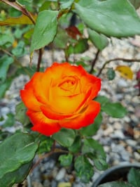 Rosa Charisma Sarı Kırmızı Gül fidanı