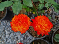 Rosa Charisma Sarı Kırmızı Gül fidanı